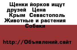 Щенки йорков ищут друзей › Цена ­ 25 000 - Крым, Севастополь Животные и растения » Собаки   